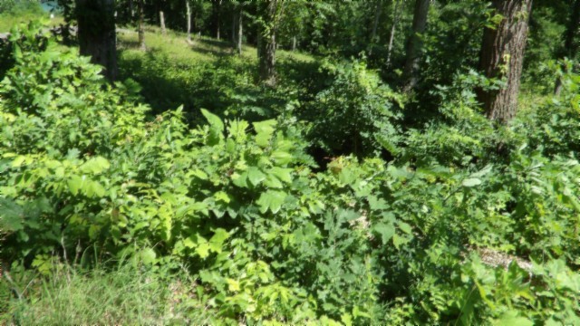 0 Rock Fish Lane Property Photo 20