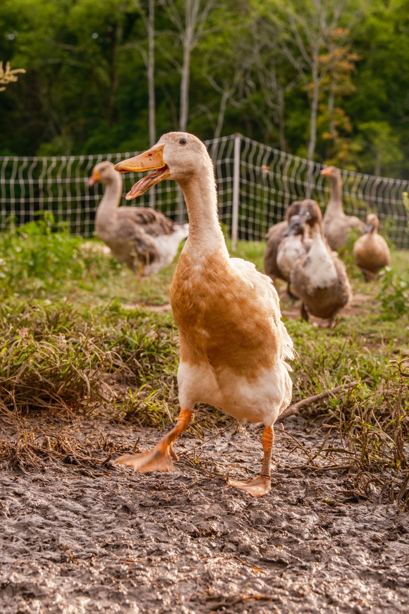 1489 Old Tva Rd Property Photo 52