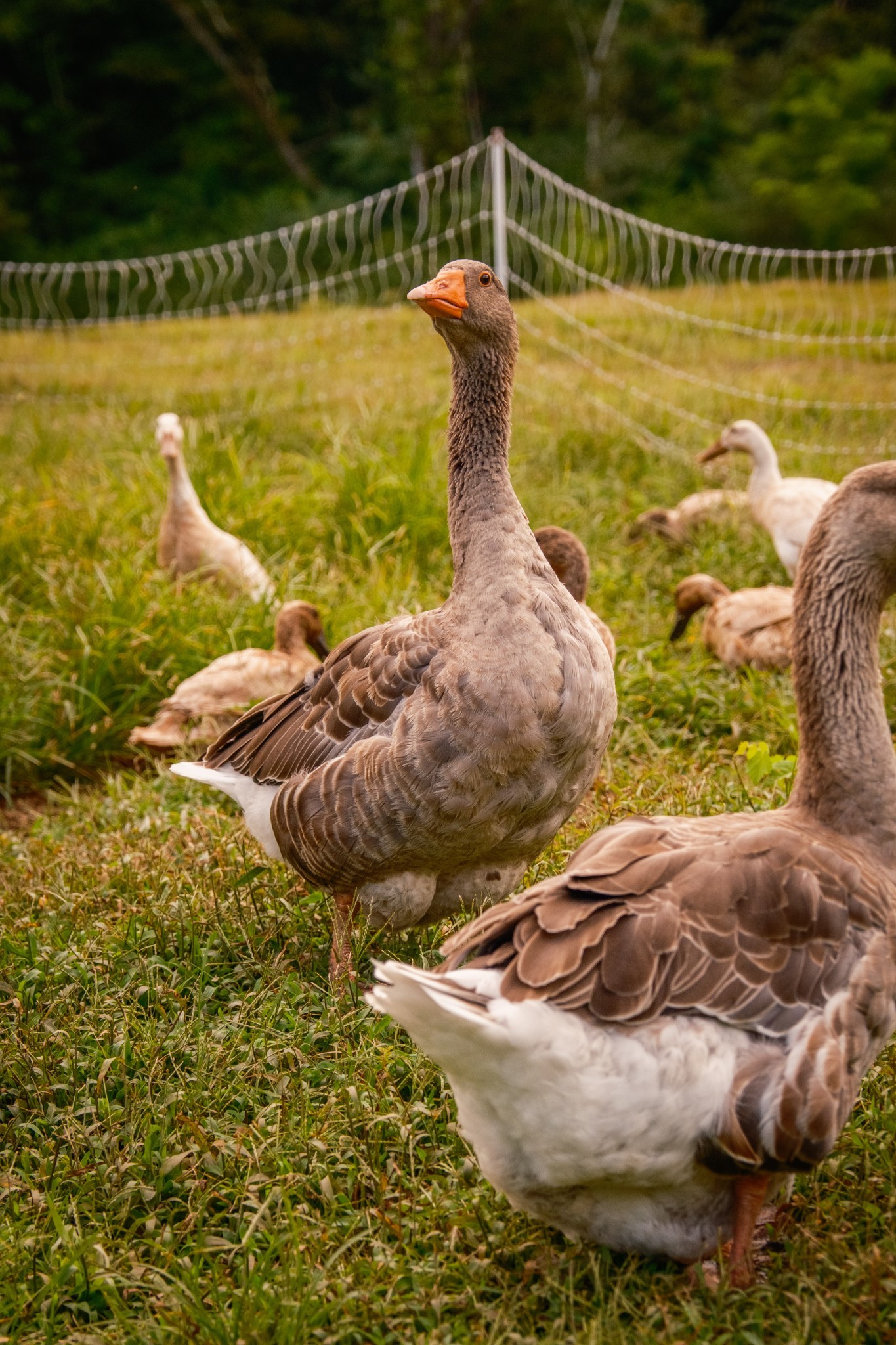 1489 Old Tva Rd Property Photo 53