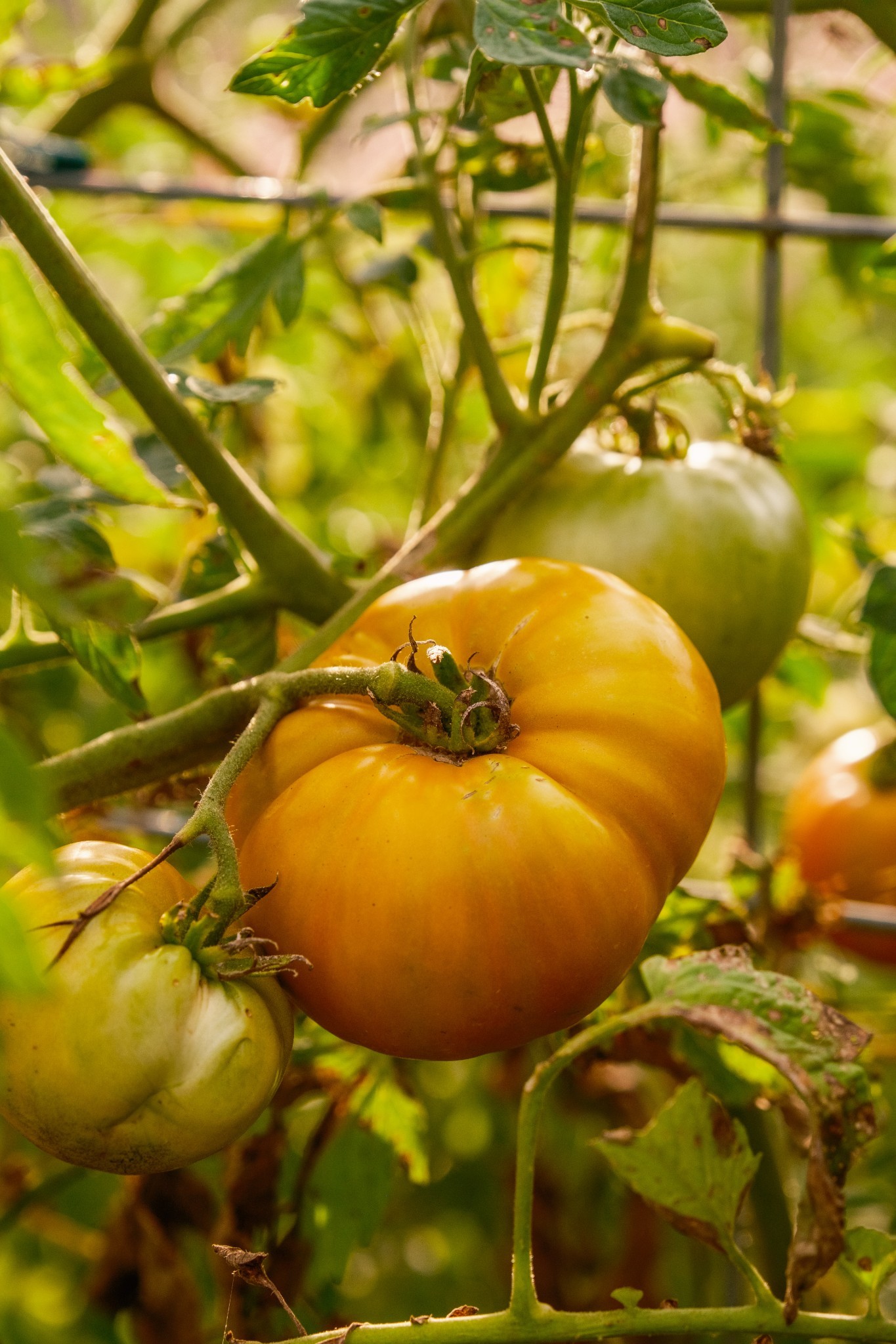 1489 Old Tva Rd Property Photo 56