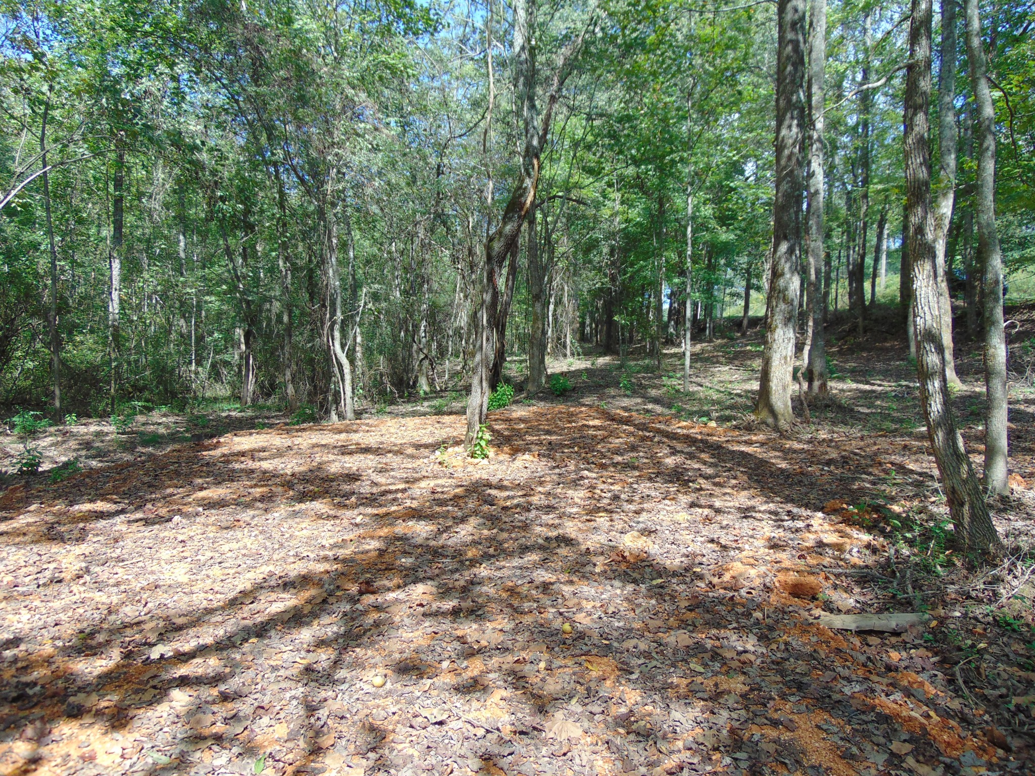 0 Alexander Springs Rd Property Photo 1