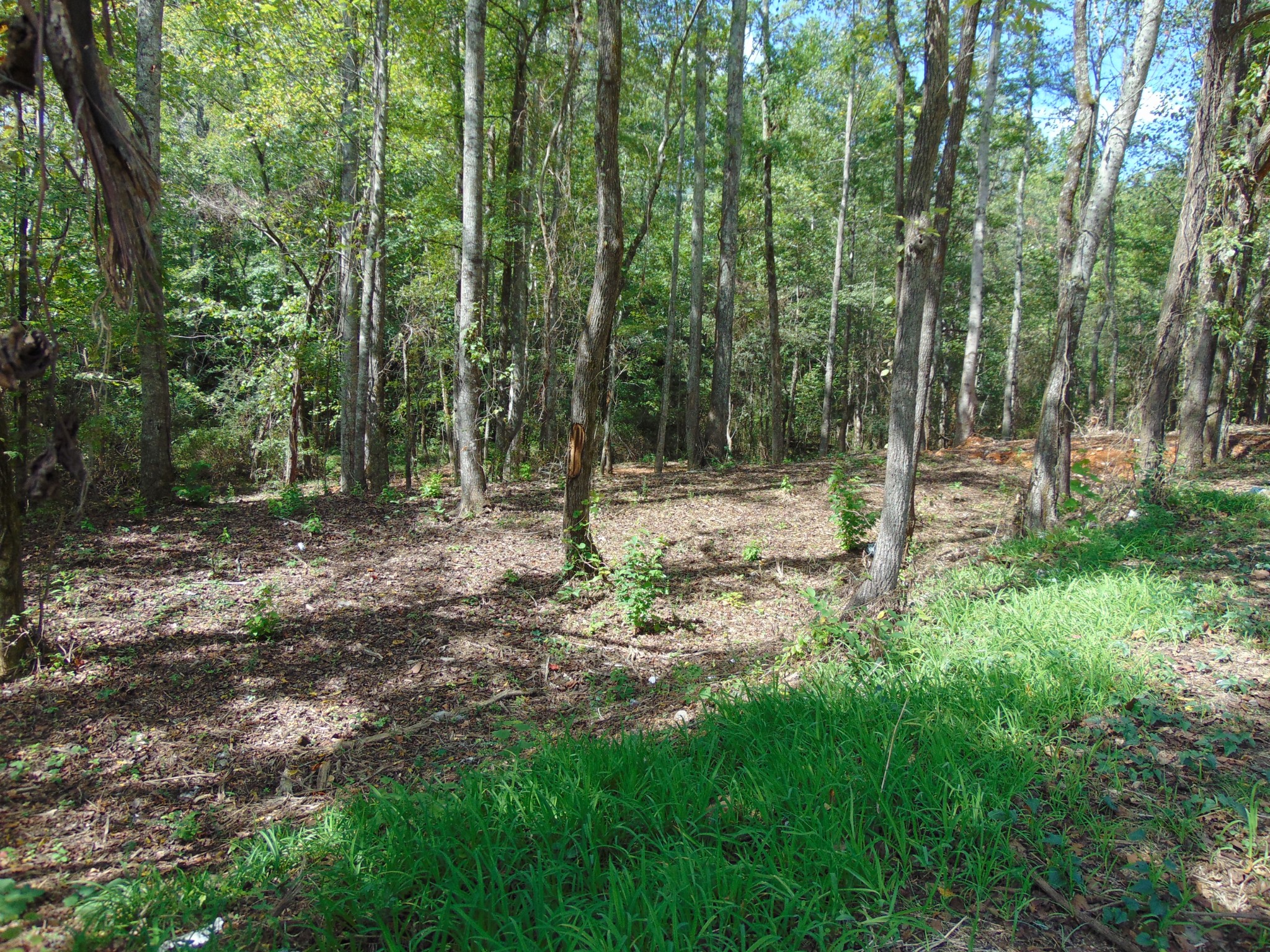 0 Alexander Springs Rd Property Photo 2