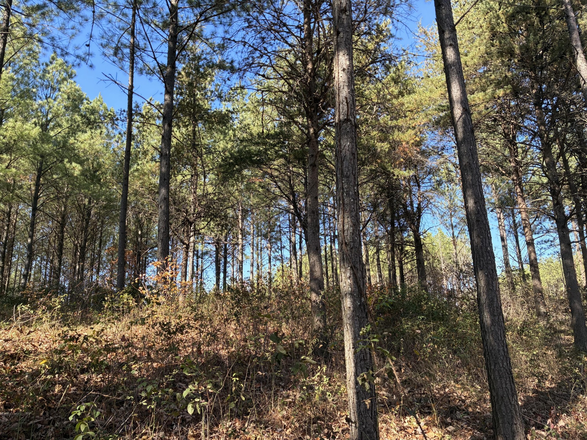 4690 Split Rail Way Property Photo 6
