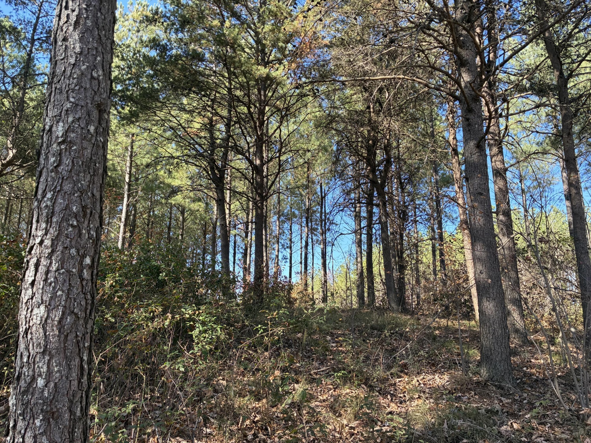 4690 Split Rail Way Property Photo 7
