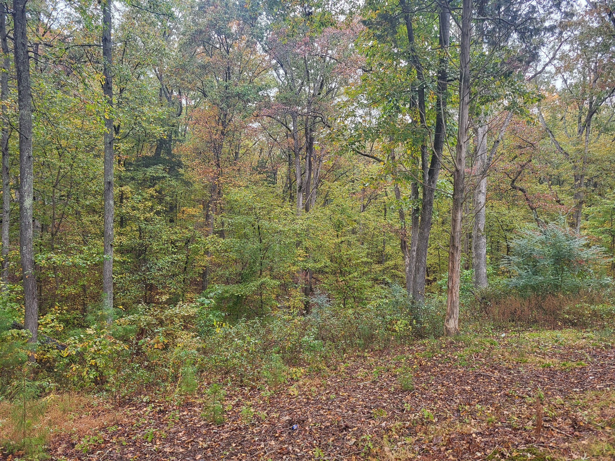 60 White Oak Dr Property Photo 13