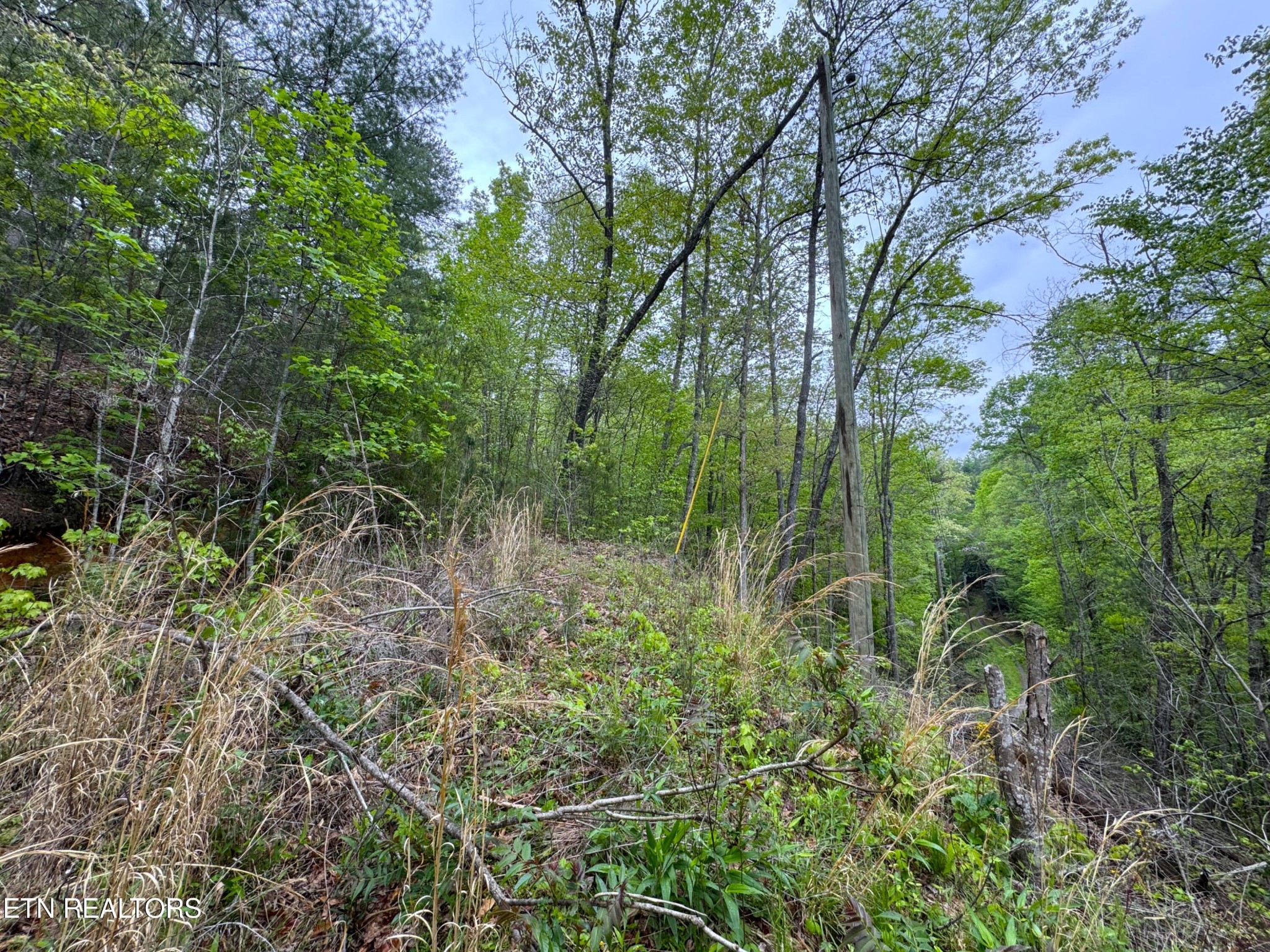 376 Summer House Hollow Rd Property Photo 3