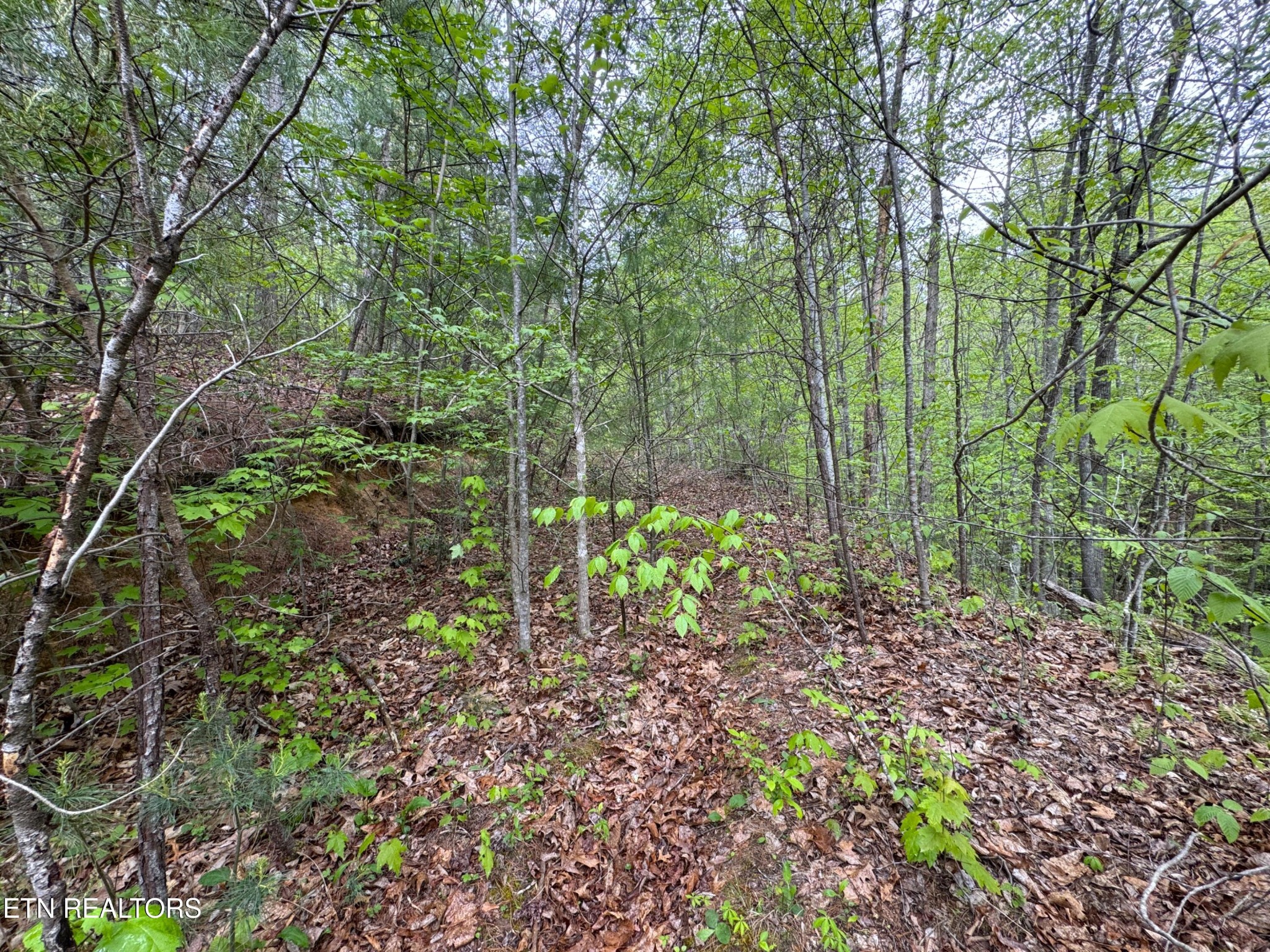 376 Summer House Hollow Rd Property Photo 5