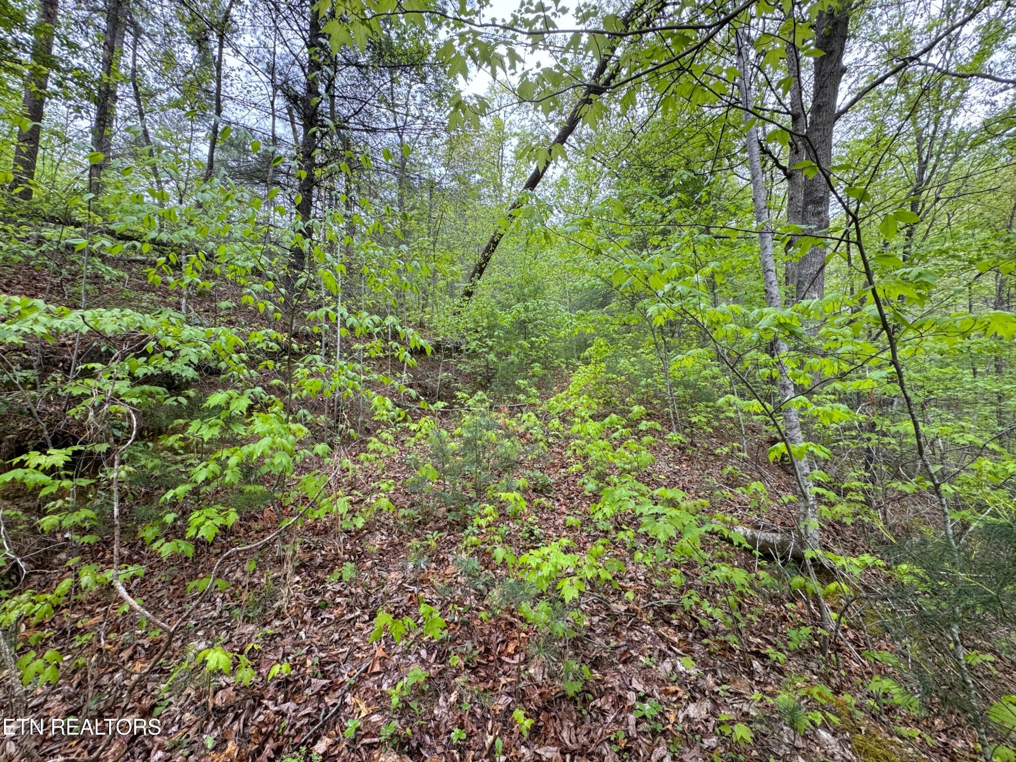 376 Summer House Hollow Rd Property Photo 9