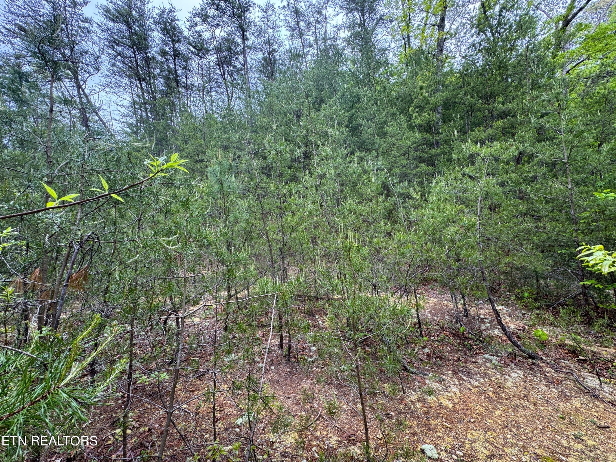 376 Summer House Hollow Rd Property Photo 11