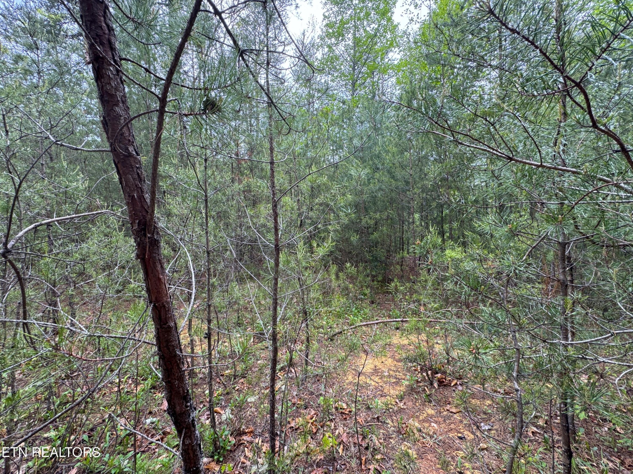 376 Summer House Hollow Rd Property Photo 13