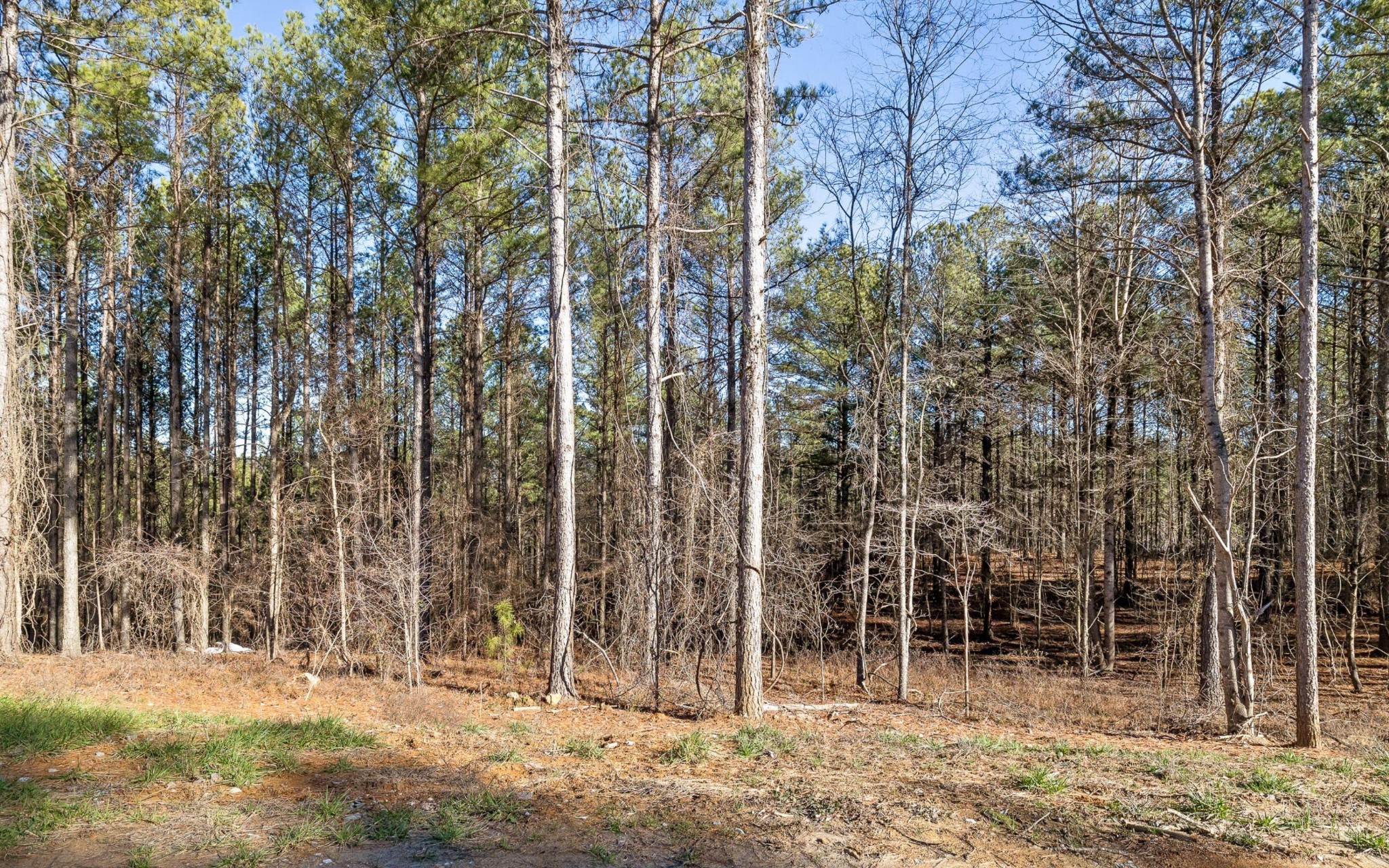 1125 Split Rail Way Property Photo 10