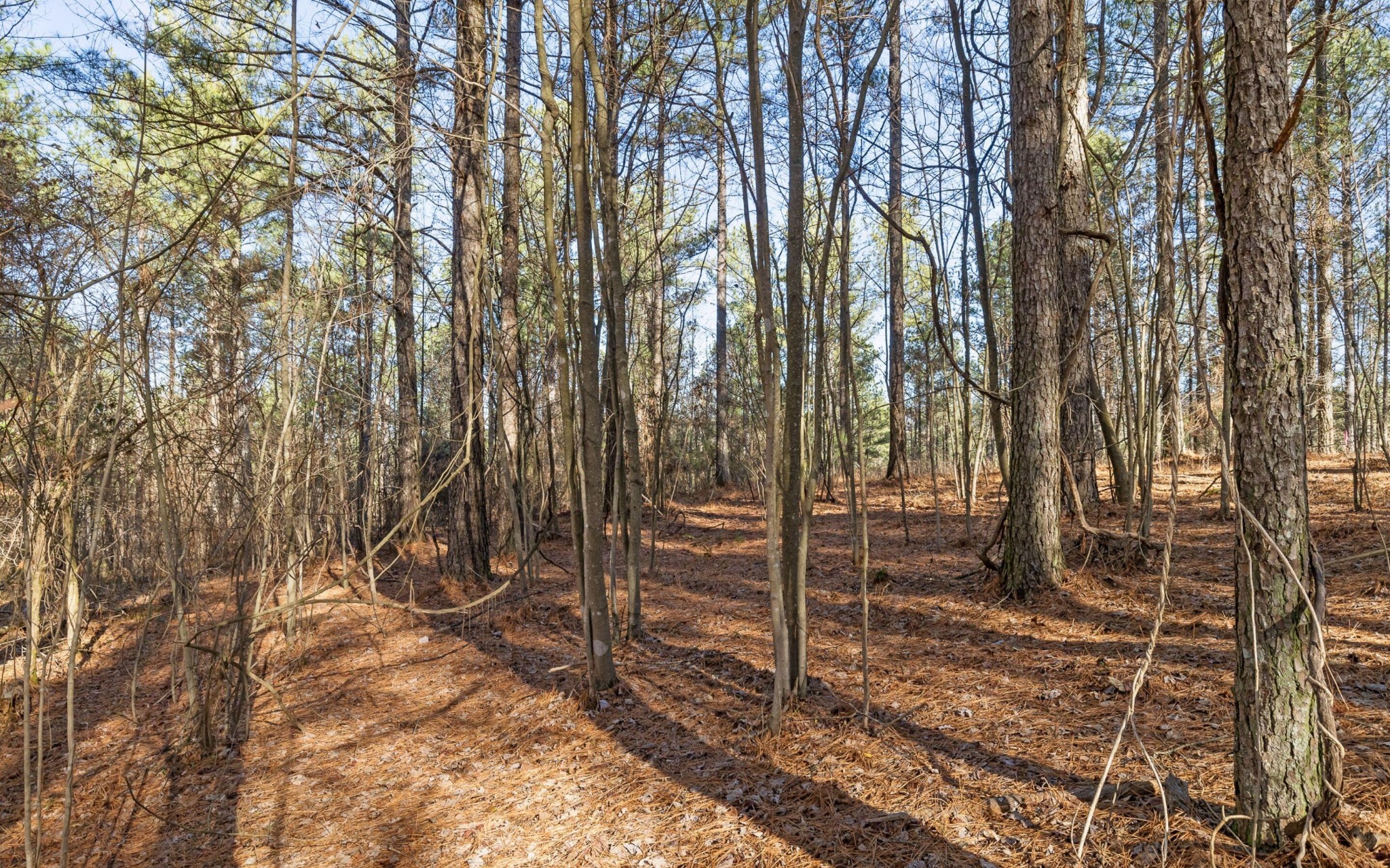 1125 Split Rail Way Property Photo 11
