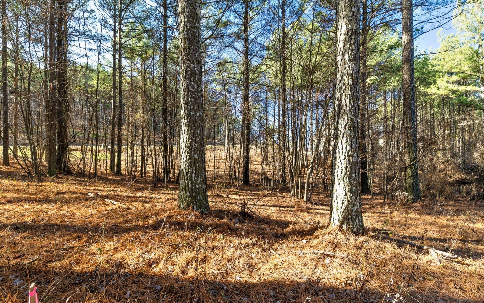 1125 Split Rail Way Property Photo 12