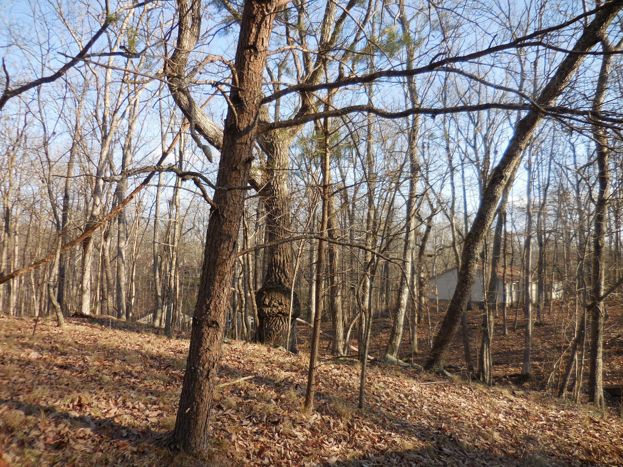 133 Greenbrier Loop Property Photo 5