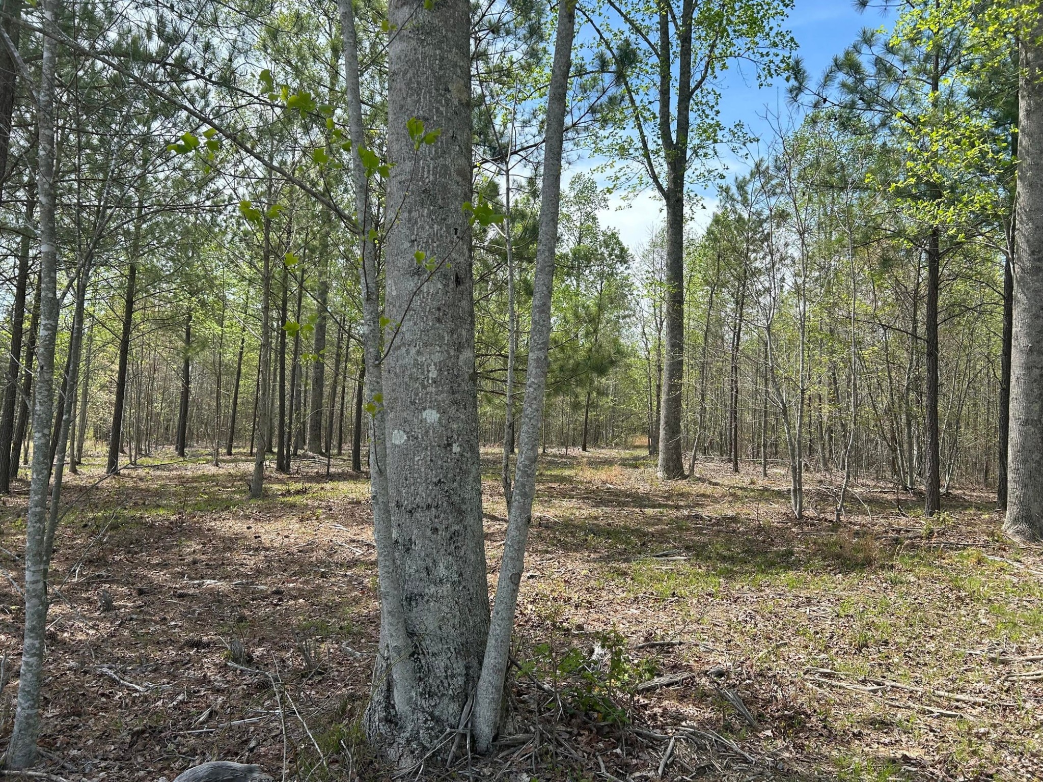 6390 Raulston Falls Rd Property Photo 6