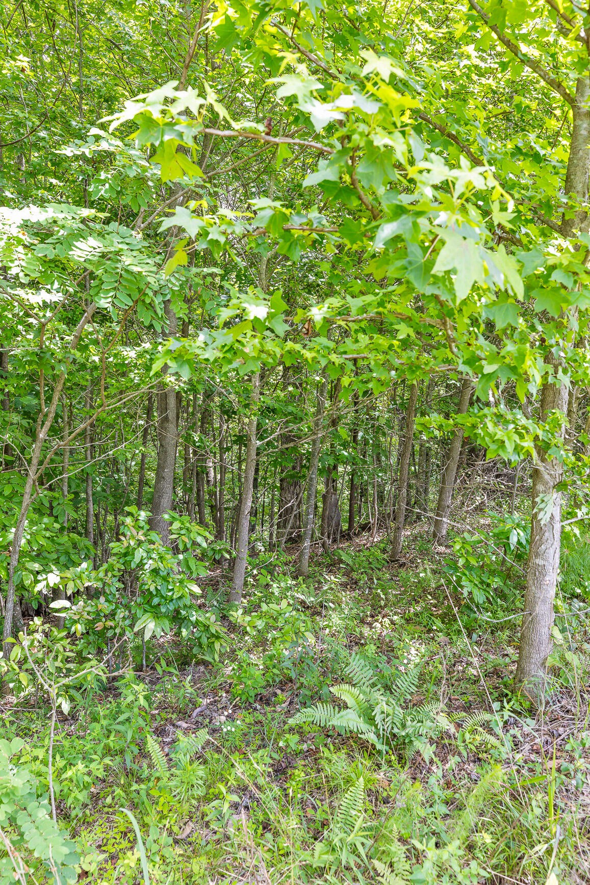 0 Preservation Drive Property Photo 24