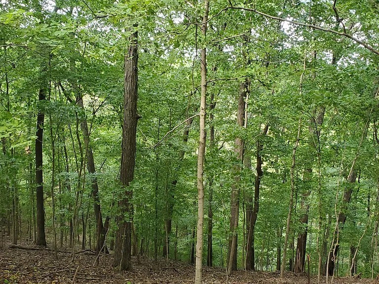 6621 Chatsworth Pl Property Photo 5