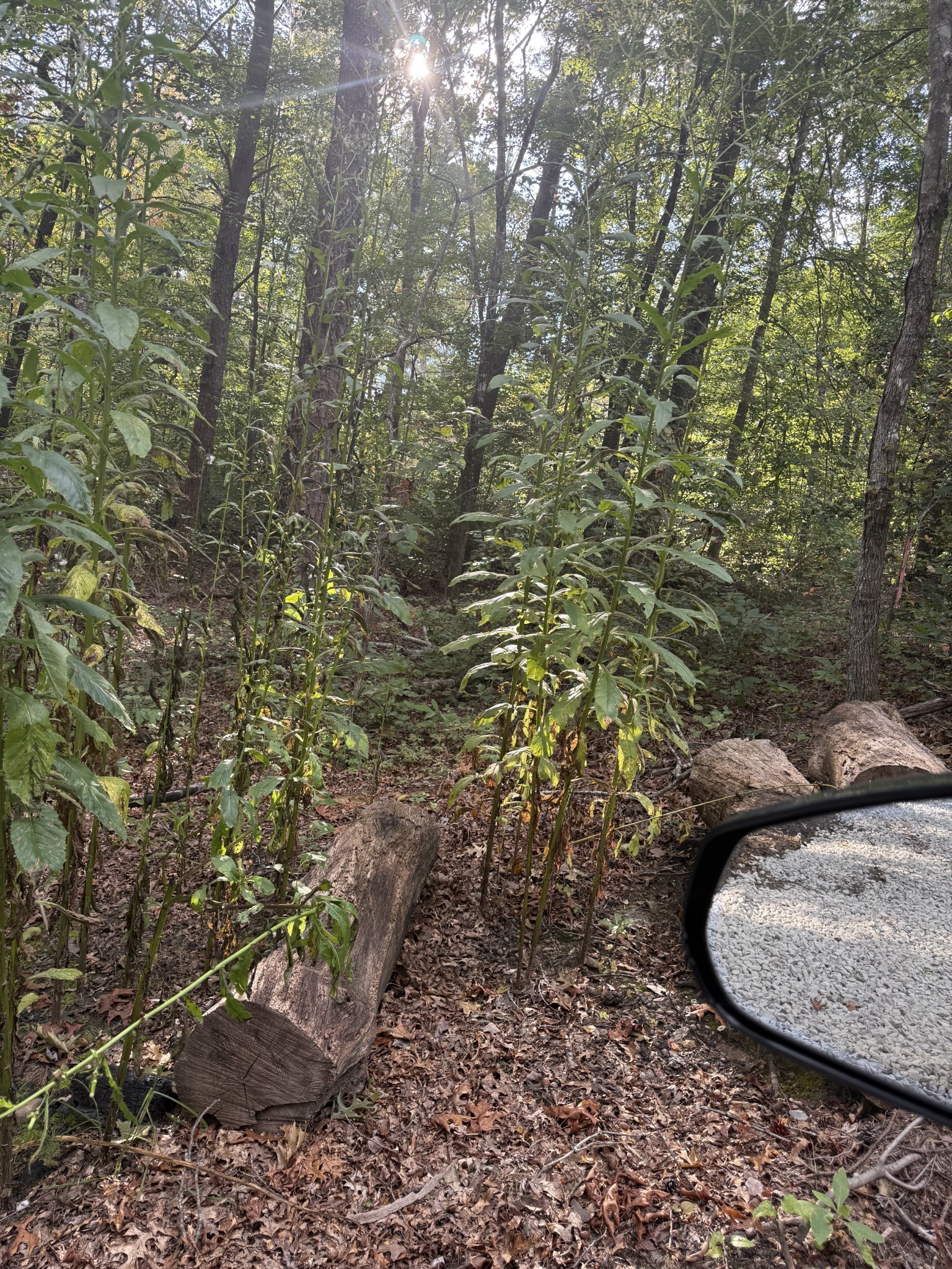 549 Dollar Dr Property Photo 33
