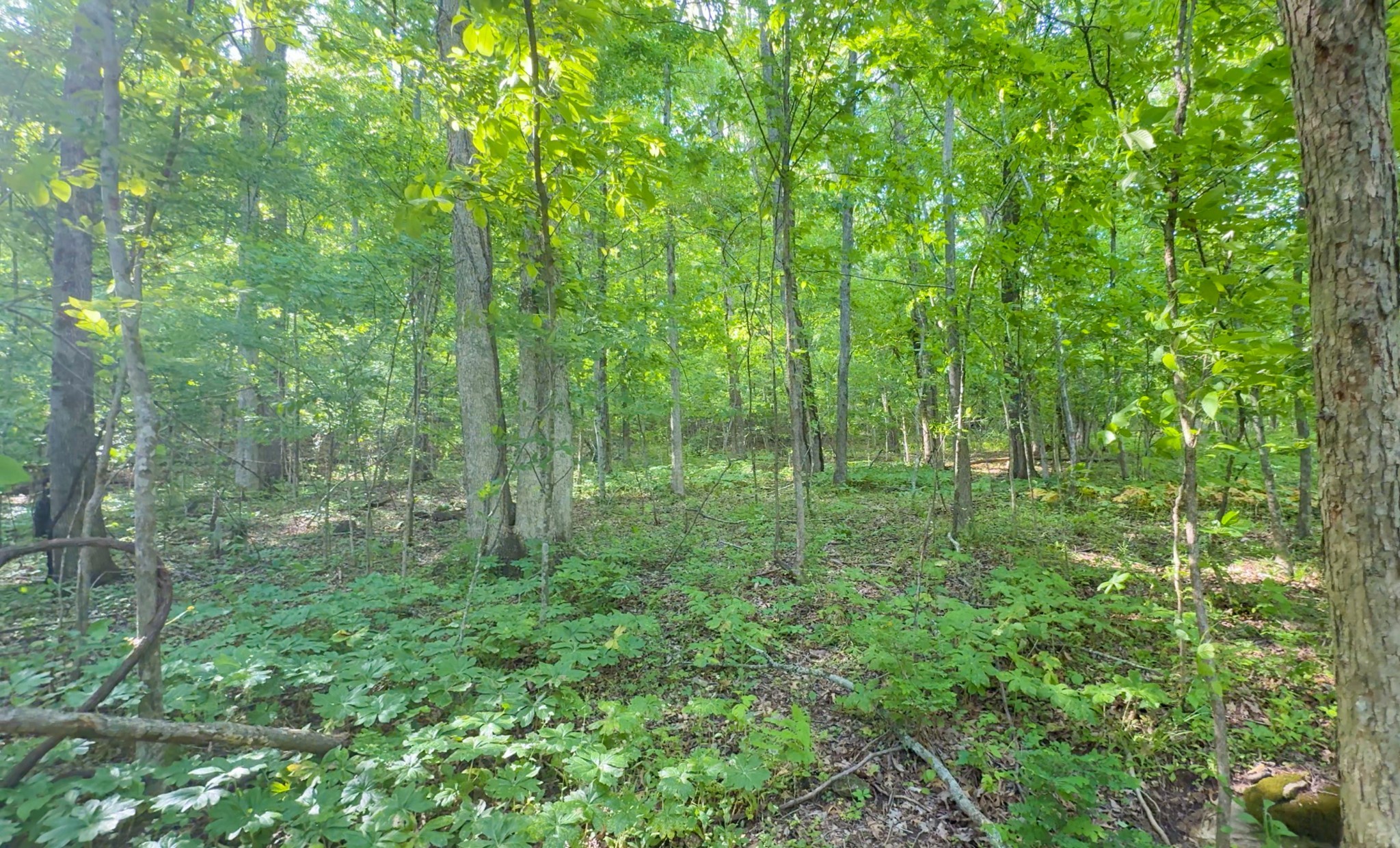 140 Ben Johnson Rd Property Photo 5