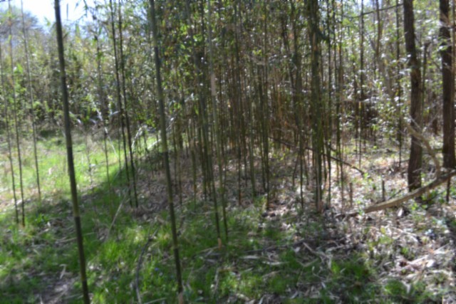 0 Boles Road Property Photo 42