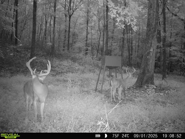 4453 Marsh Mountain Cutoff Property Photo 56
