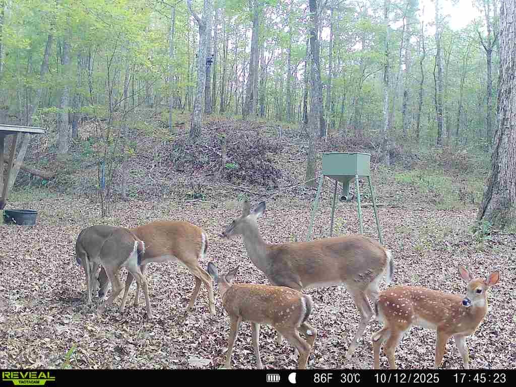 4453 Marsh Mountain Cutoff Property Photo 57