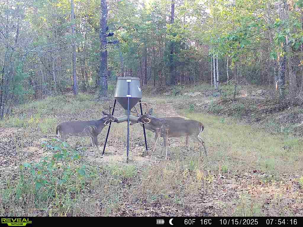 4453 Marsh Mountain Cutoff Property Photo 58