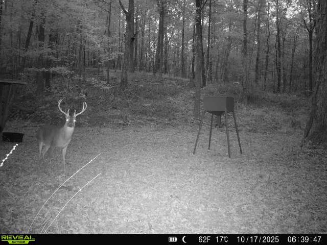4453 Marsh Mountain Cutoff Property Photo 59