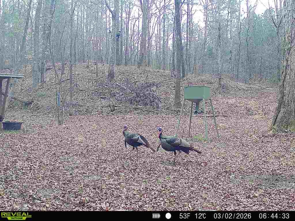 4453 Marsh Mountain Cutoff Property Photo 63