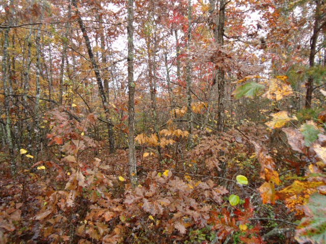 0 Whitson Hollow Rd Property Photo 1