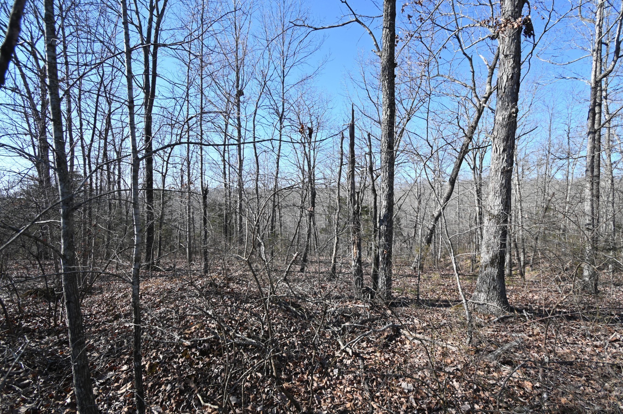 130 Wyatt Lane Property Photo 1