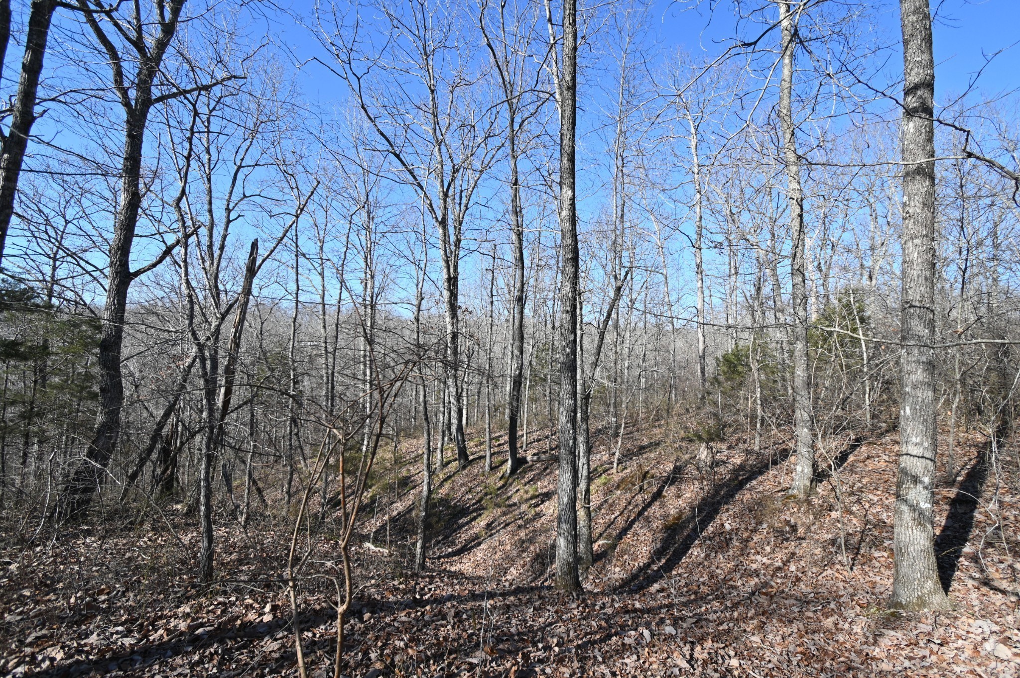 130 Wyatt Lane Property Photo 3