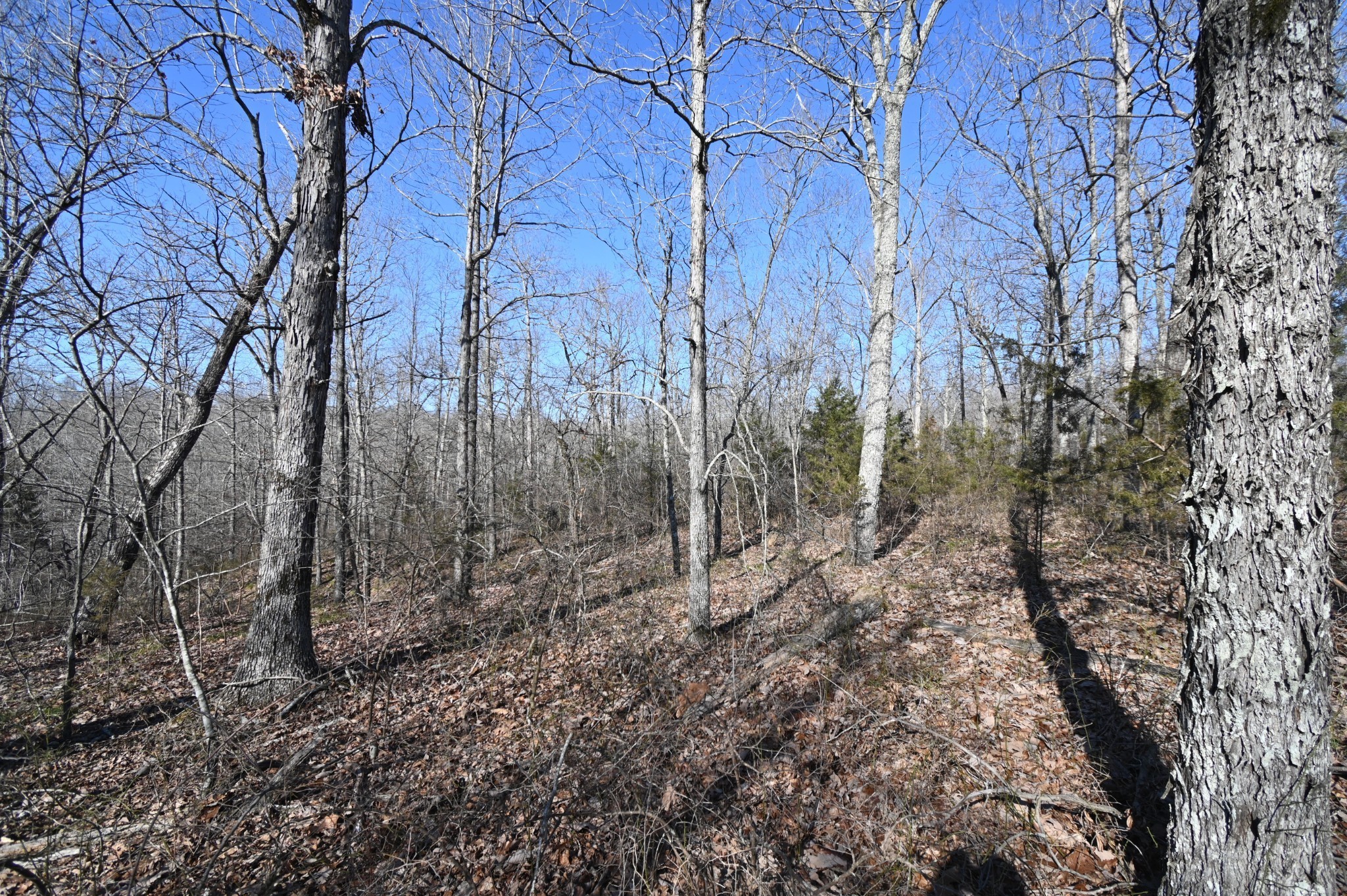 130 Wyatt Lane Property Photo 4