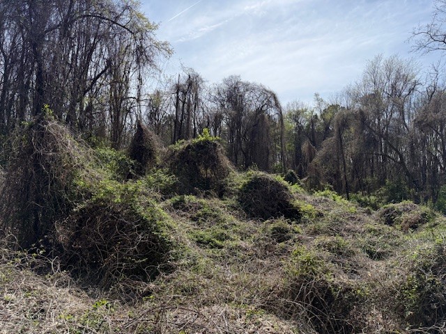 0 Shellsford Rd Property Photo 11