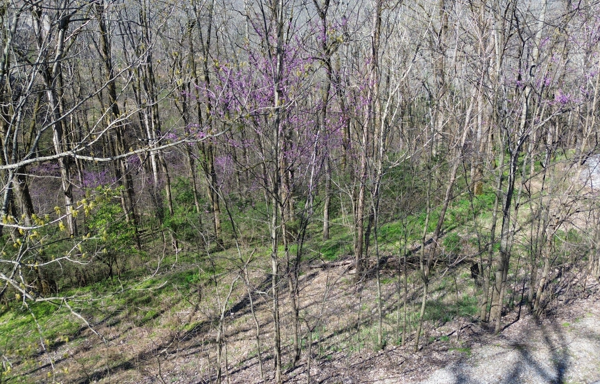 0 Wilson Cir Property Photo 3