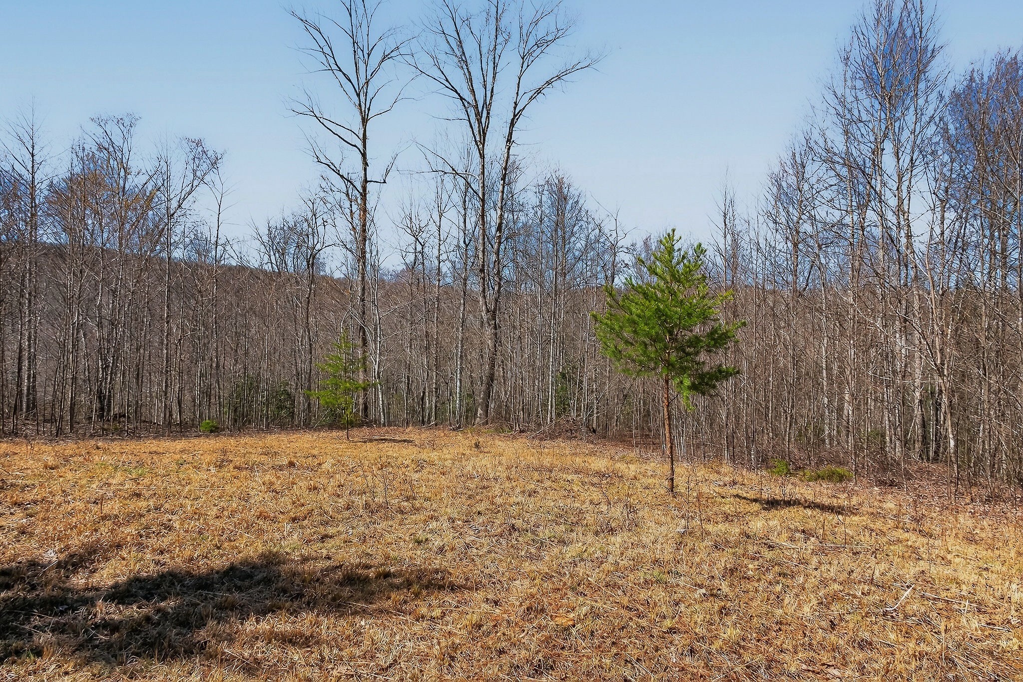253 Daus Mountain Rd Property Photo 7