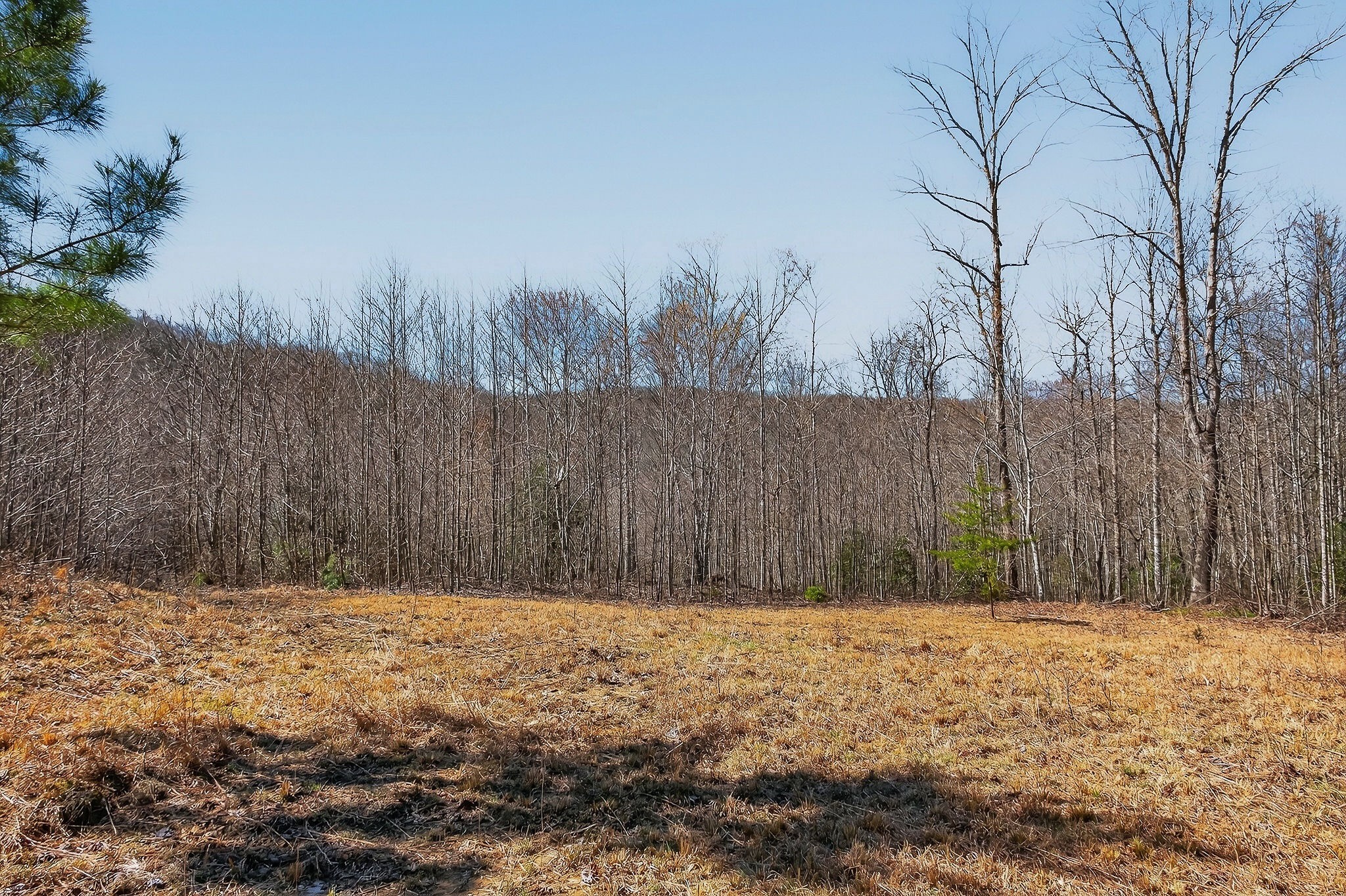 253 Daus Mountain Rd Property Photo 14