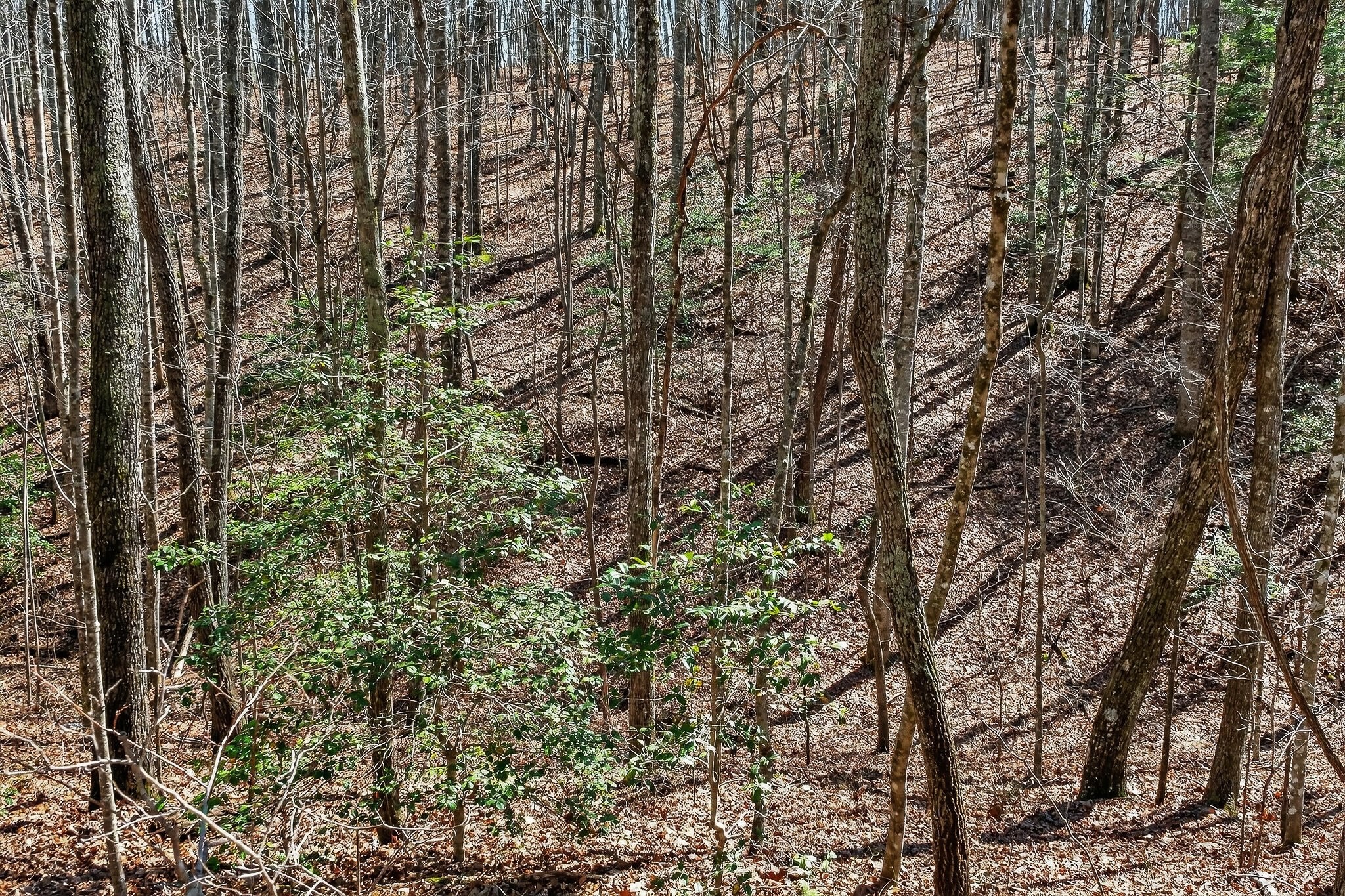 253 Daus Mountain Rd Property Photo 35