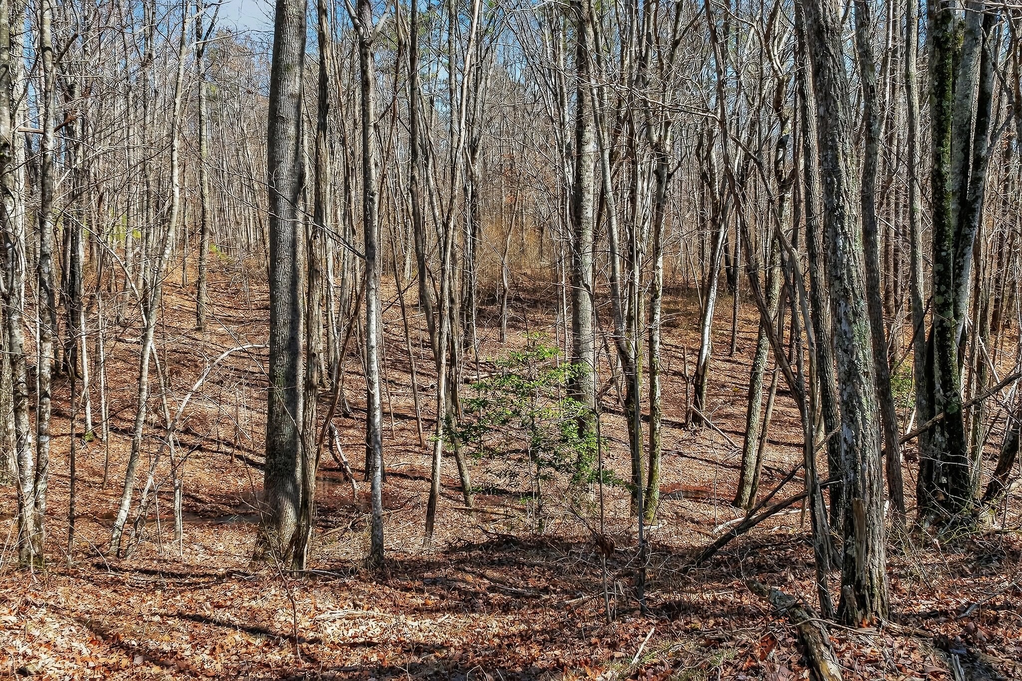 253 Daus Mountain Rd Property Photo 54