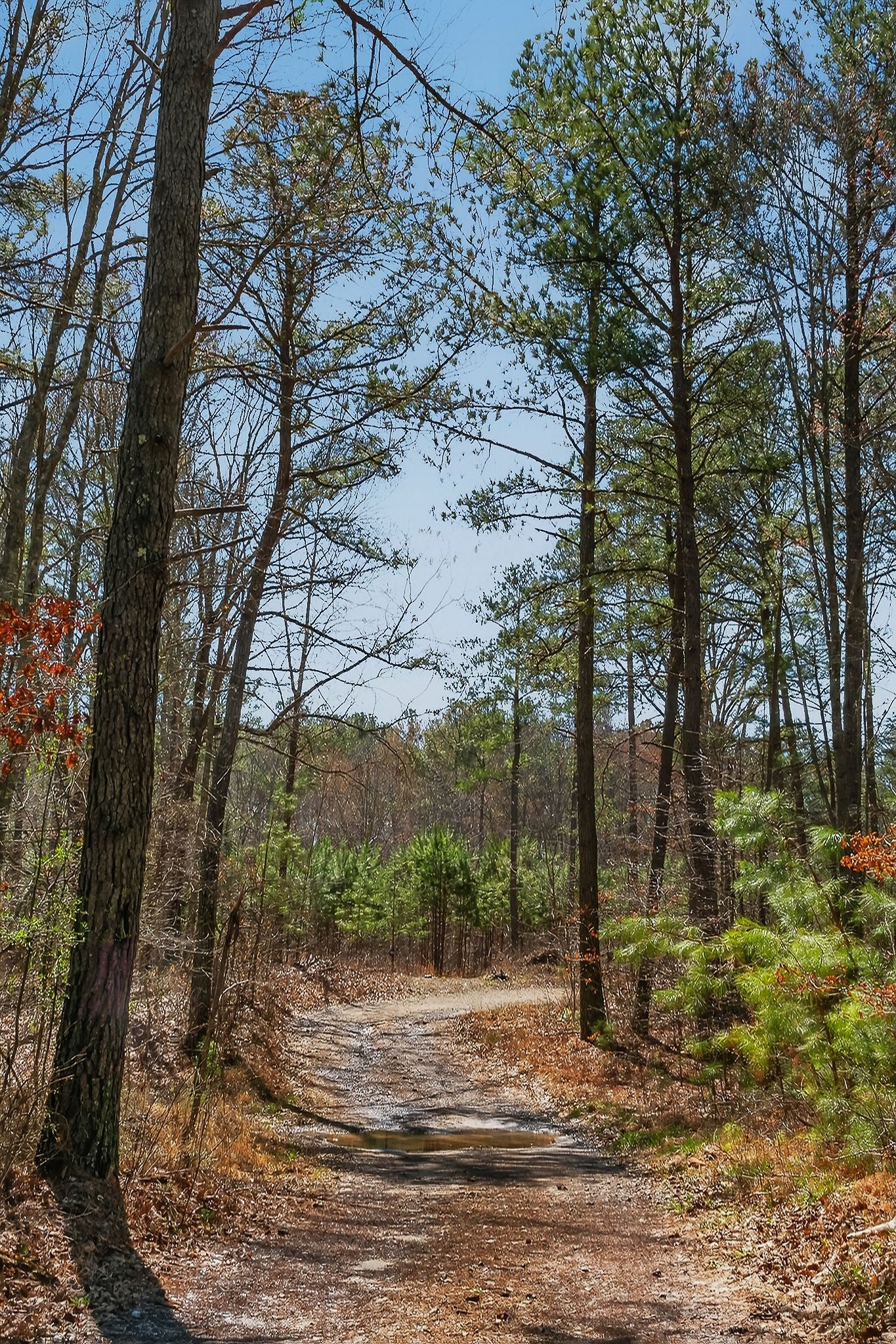253 Daus Mountain Rd Property Photo 61
