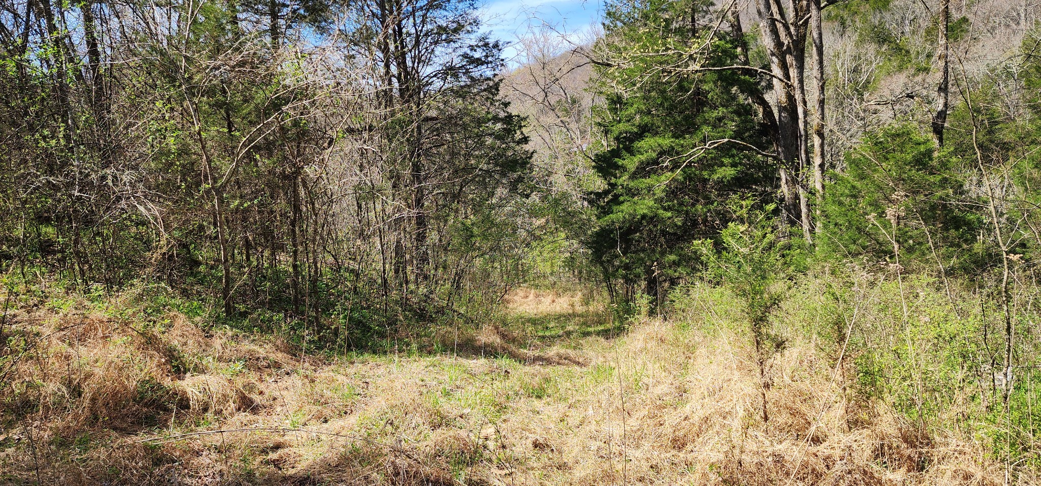 0 Wilson Hollow Rd Property Photo 3