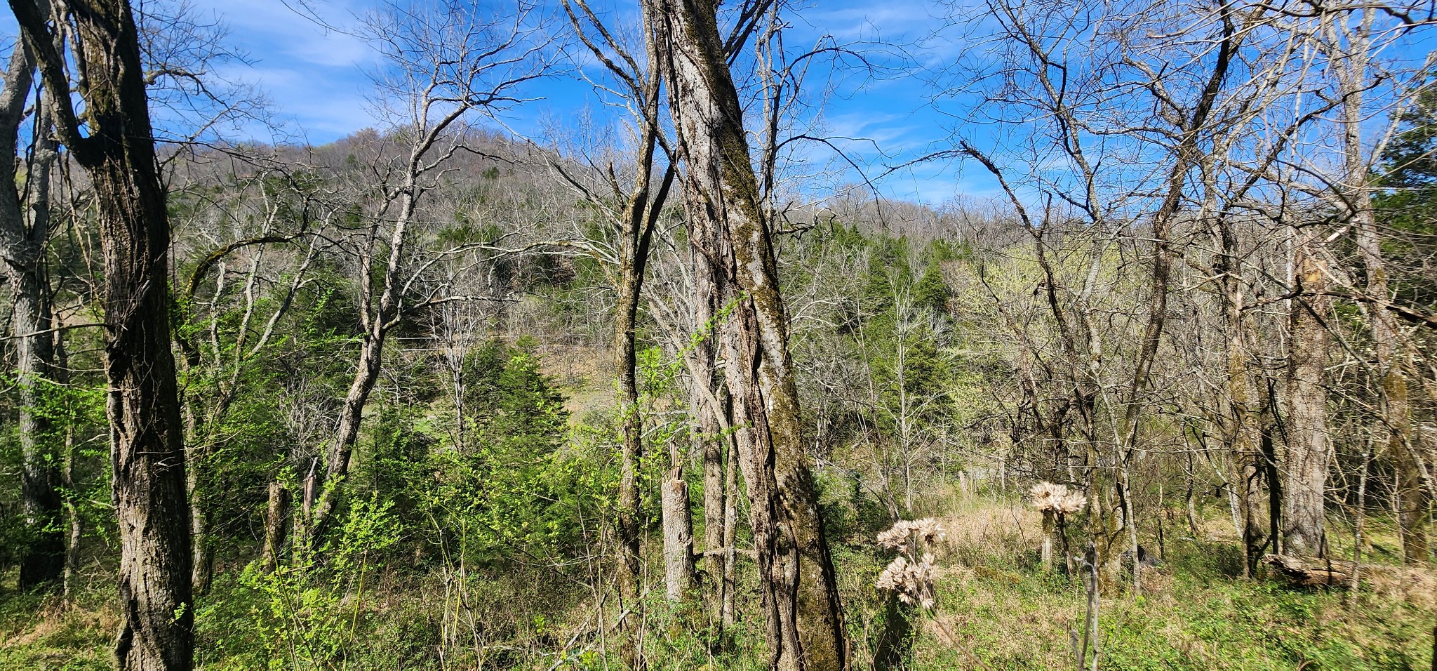 0 Wilson Hollow Rd Property Photo 4