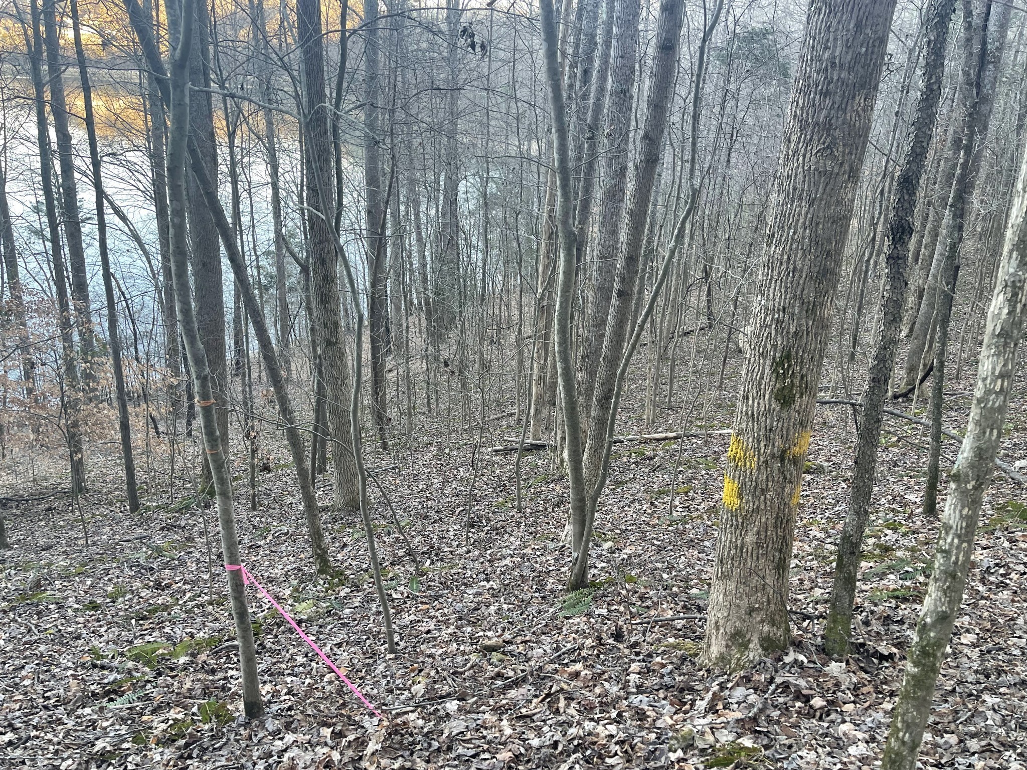 0 Back Bone Rd Property Photo 6