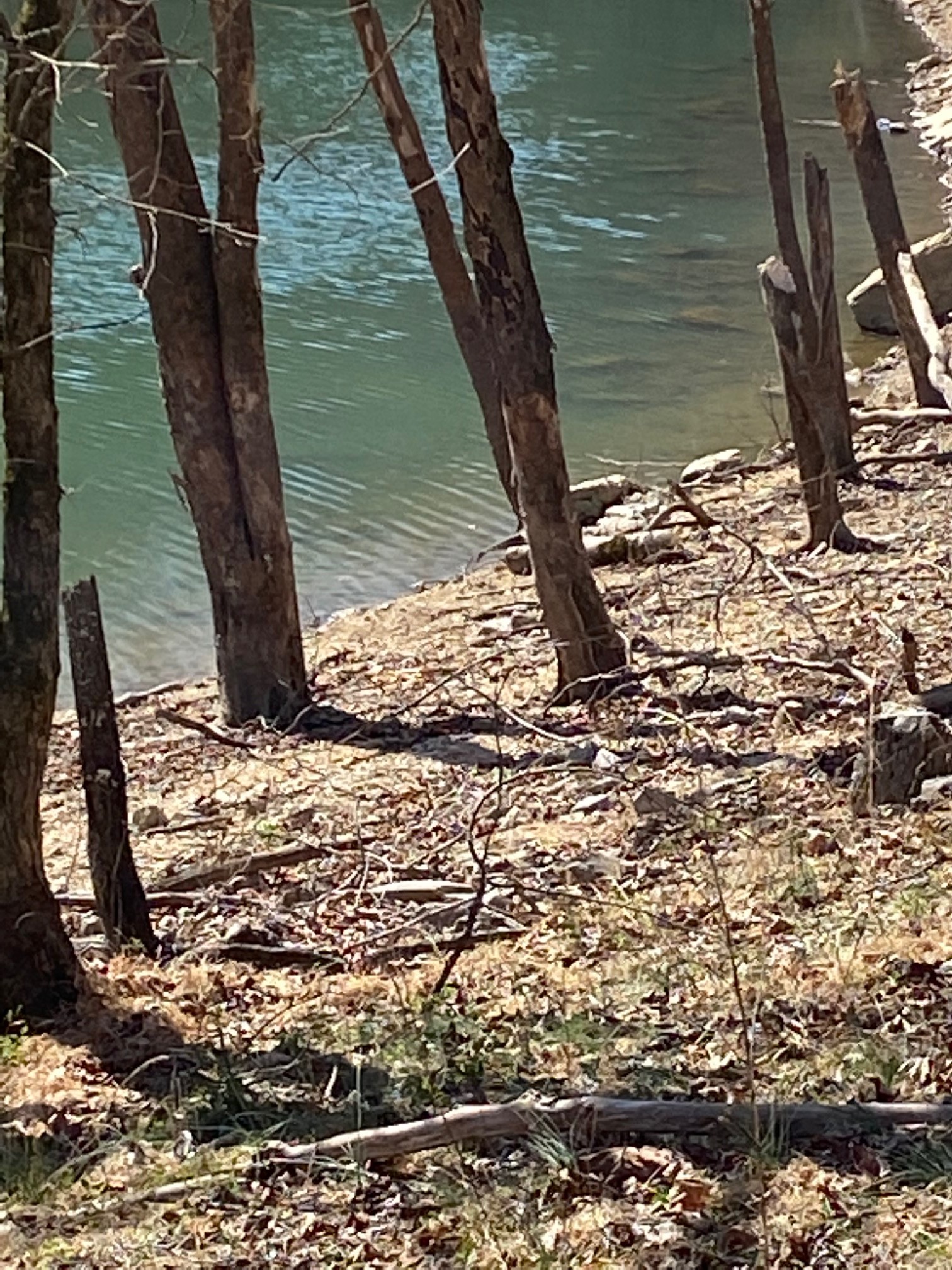 0 Wagon Lane Property Photo 2