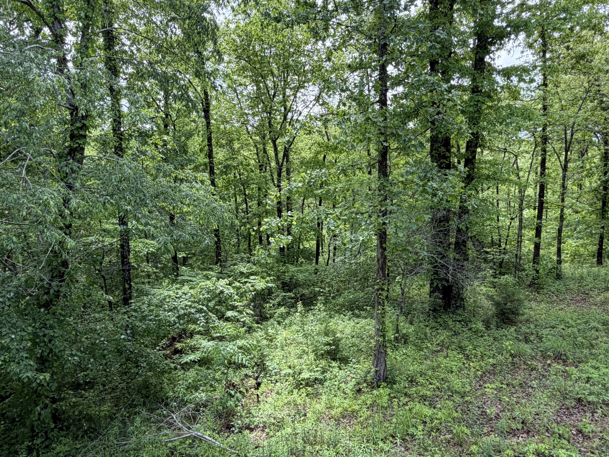 130 Trace View Dr Property Photo 85