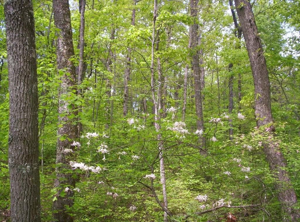 0 Sequatchie Mountain Road Property Photo 7