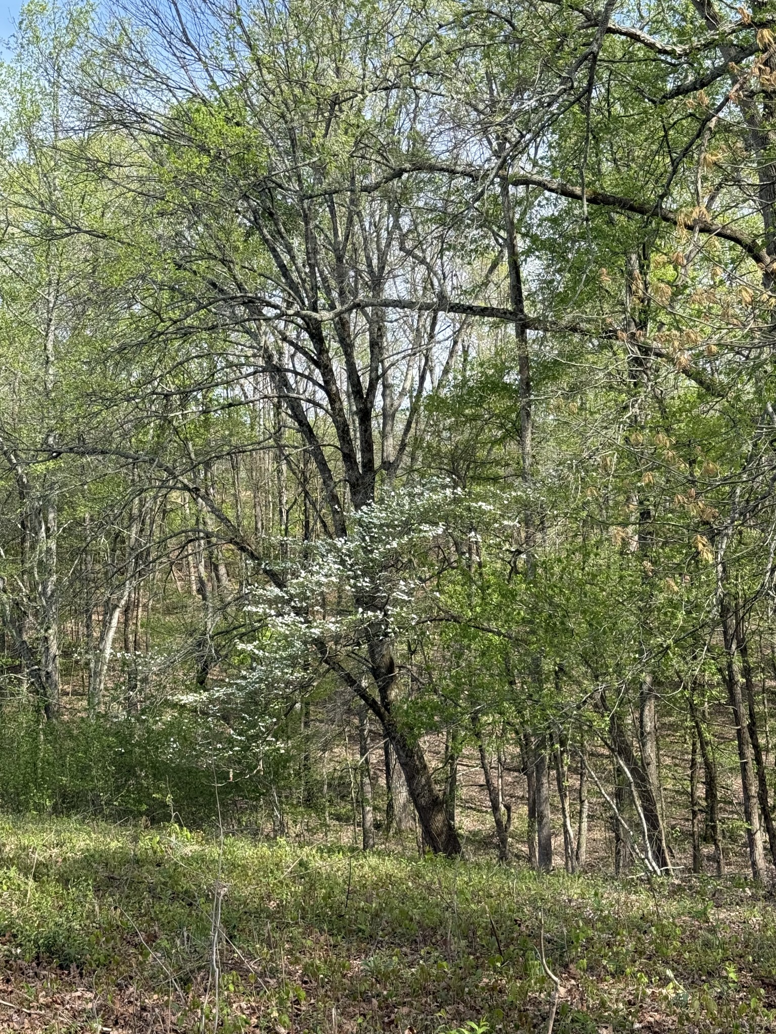 562 Junus Jackson Hollow Rd Property Photo 29