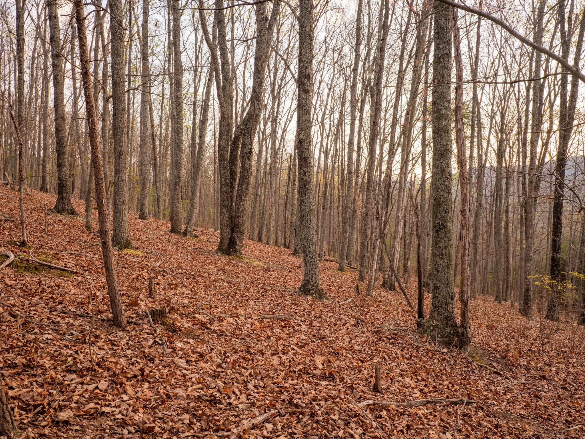 8040 Hog Jowl Road Property Photo 29