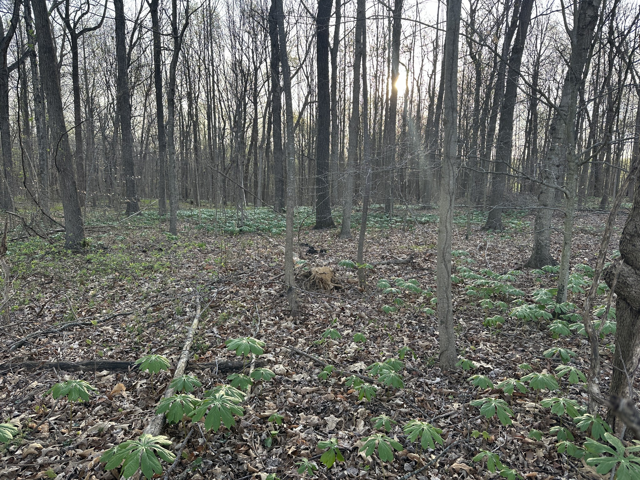 2181 Highway 259 Property Photo 1