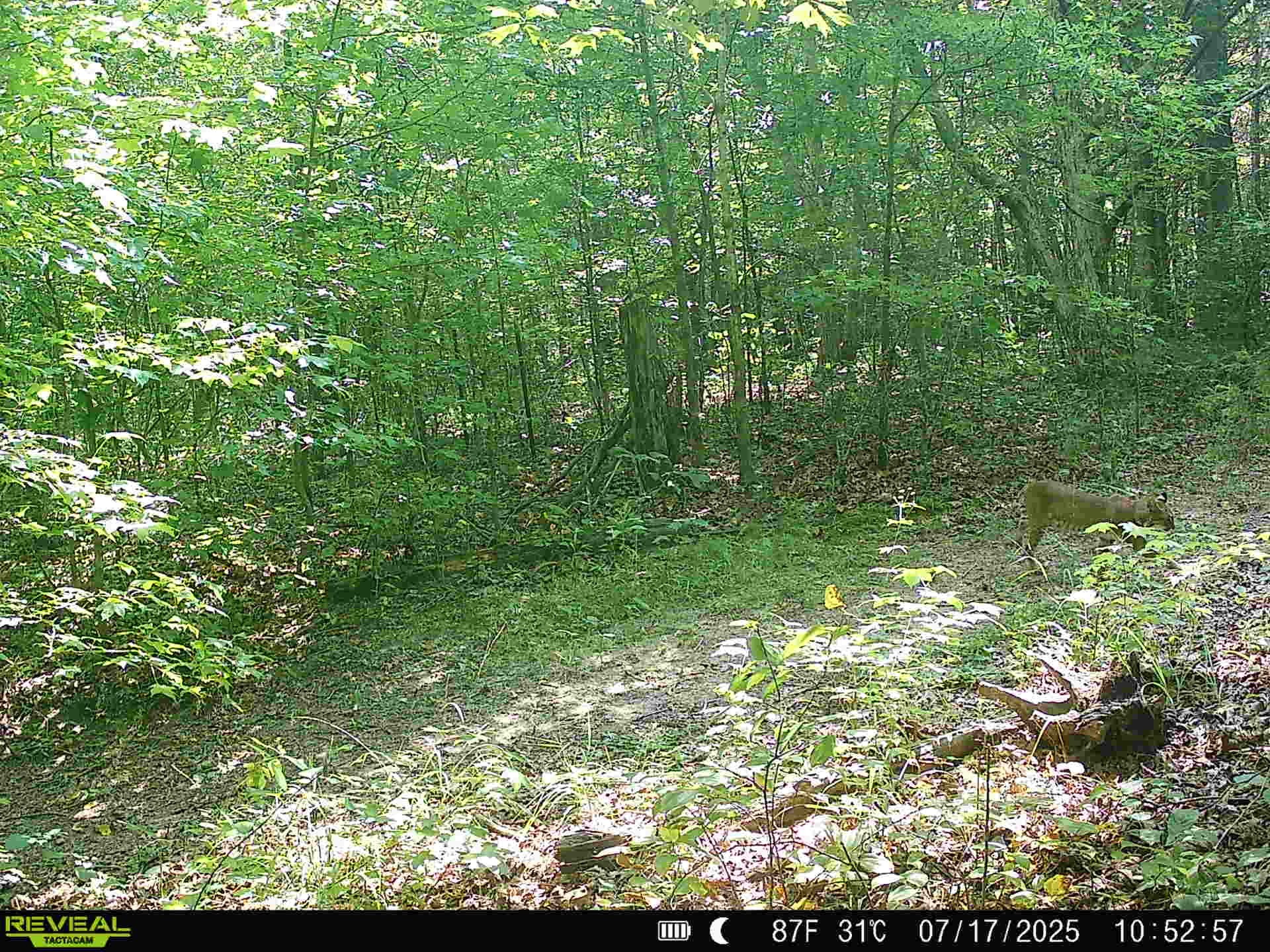 5931 Buffalo Valley Rd Property Photo 46
